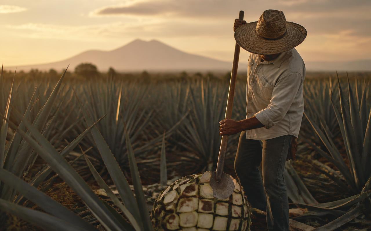 A jimador harvesting blue agave in the Jalisco highlands at dusk